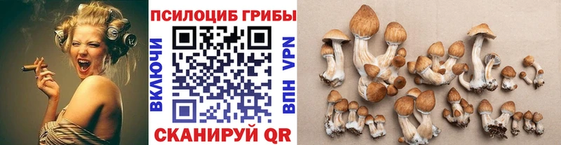 Купить закладки  Чайковский  Псилоцибиновые грибы MAGIC MUSHROOMS 
